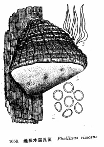 裂蹄褐層孔菌 裂蹄褐層孔菌