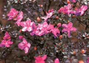 楔葉杜鵑 楔葉杜鵑