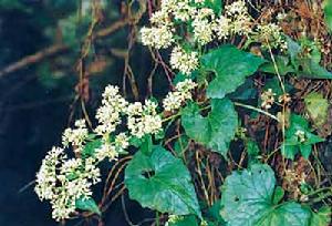 （圖）“植物殺手”薇甘菊