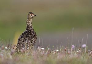 岩雷鳥塔爾巴哈台亞種