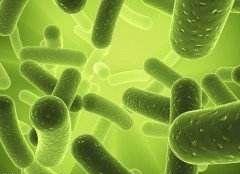 水腫梭菌 水腫梭菌