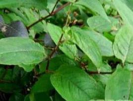 花蝴蝶根 花蝴蝶根