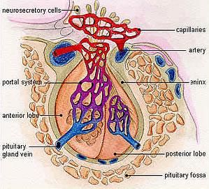 垂體危象 垂體危象