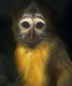 金腹白眉猴 金腹白眉猴