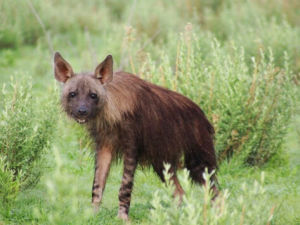 褐鬣狗