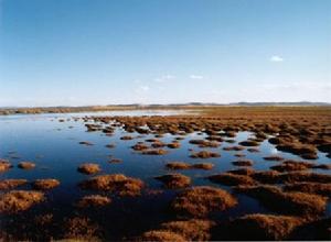 丹東鴨綠江口濱海濕地國家級自然保護區