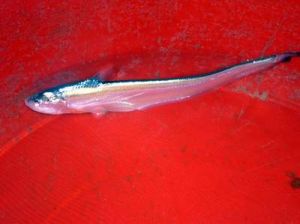 江陰刀魚 江陰刀魚