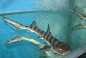 多氏斑竹鯊 多氏斑竹鯊