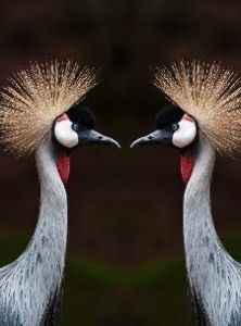 鏡像[一種檔案形式]