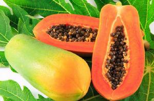 陸河木瓜 陸河木瓜