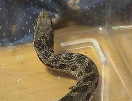 團花錦蛇 團花錦蛇