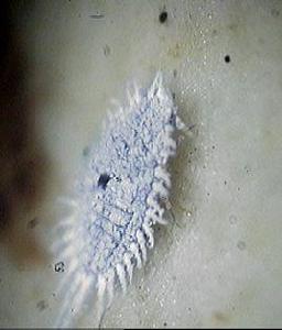 康氏粉蚧 康氏粉蚧