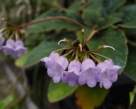 小花蛛毛苣苔 小花蛛毛苣苔