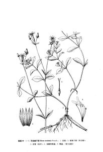 耳齒蠅子草 耳齒蠅子草