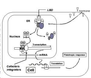 性激素結合球蛋白 性激素結合球蛋白
