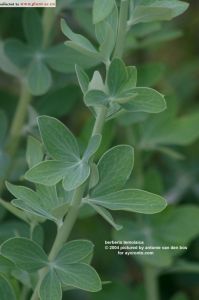 林芝小檗 林芝小檗