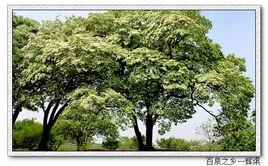 千年流蘇園 千年流蘇園