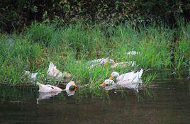 縉雲麻鴨 縉雲麻鴨