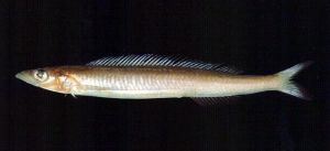 長背沙鰍 長背沙鰍