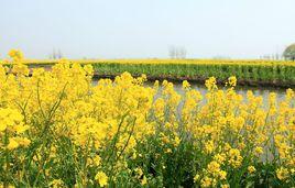 垛田風光帶 垛田風光帶