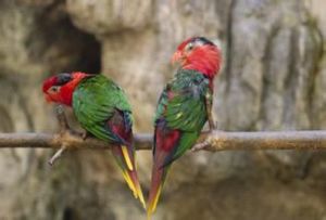 約瑟氏吸蜜鸚鵡 約瑟氏吸蜜鸚鵡