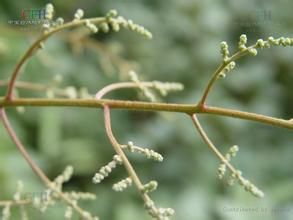 毛枝雀梅藤(變種) 毛枝雀梅藤(變種)