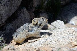 蒙古鼠兔 蒙古鼠兔