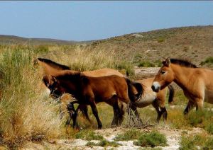 卡拉麥里有蹄類自然保護區