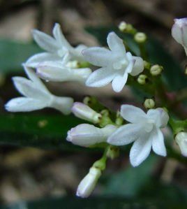纖弱蛇根草 纖弱蛇根草