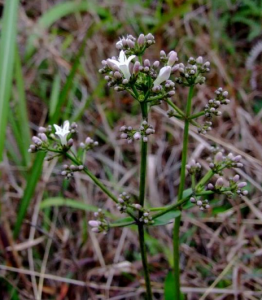 紅花耳草 紅花耳草