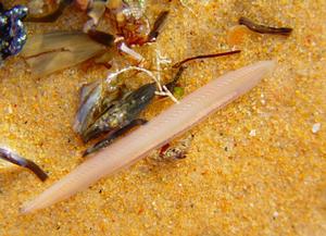 廈門珍稀海洋物種自然保護區