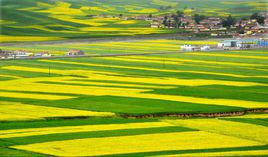 門源油菜花 門源油菜花