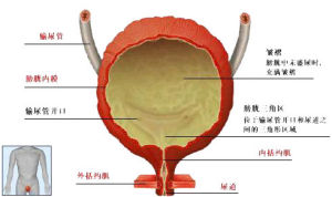 膀胱解剖