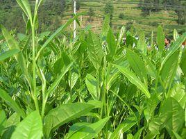 保靖黃金茶1號 保靖黃金茶1號