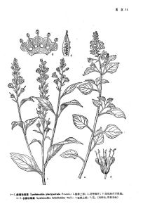 長蕊珍珠菜 長蕊珍珠菜