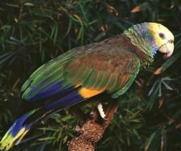 聖文森特綠色亞馬遜鸚鵡