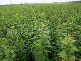 高酸蘋果苗 高酸蘋果苗