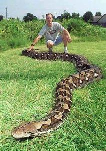 綠茸線蛇 綠茸線蛇