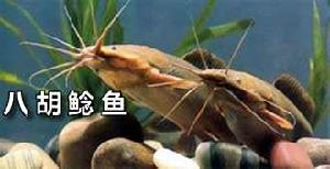 八須魚 八須魚