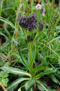 顯鞘風毛菊 顯鞘風毛菊