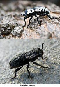 鐵定甲蟲 鐵定甲蟲