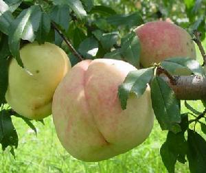 王母紅仙桃 王母紅仙桃