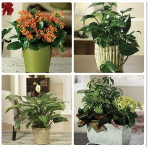 福州百福榮花卉租賃有限公司 福州百福榮花卉租賃有限公司