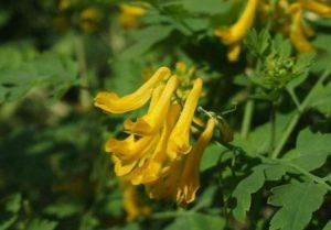 短喙黃堇 短喙黃堇