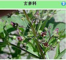 玄參科植物