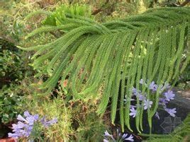 異葉南洋杉 異葉南洋杉