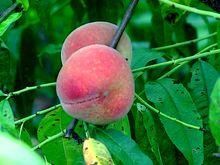 黃河口蜜桃果實外觀