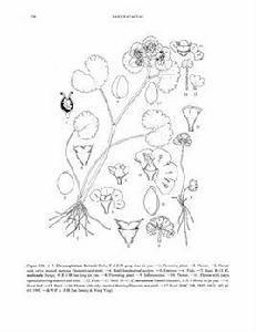 貢山金腰 貢山金腰