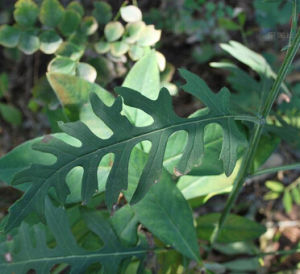 硬苞風毛菊 硬苞風毛菊
