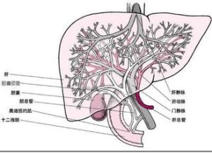 奧迪括約肌功能異常 奧迪括約肌功能異常